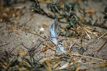 feather on the green grass design for stylus concept