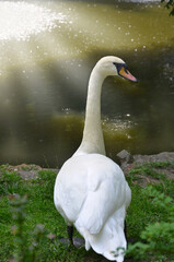 White mute swan on the park lake, stands under the sunlight near the water and looks back  on the photo camera. Portrait of a white swan , outdoors photo.
