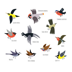 Vector set with little city birds isolated on a white background. Great tit, sparrow, bullfinch and crow. Graphic print for children.