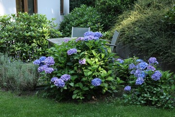 Beautiful hydrangea plant with light blue flowers outdoors