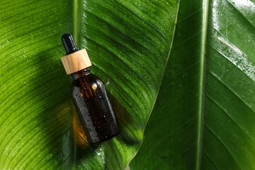 Bottle of cosmetic product on wet green leaves, top view. Space for text