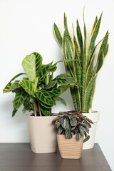 Many different beautiful house plants on wooden table near white wall