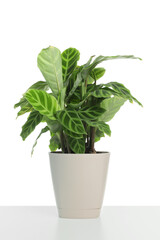 Beautiful Dieffenbachia plant in pot isolated on white. House decor