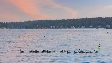 Gaggle of Canada geese paddling in line among lobster trap buoys at sunset © JohnBlottman