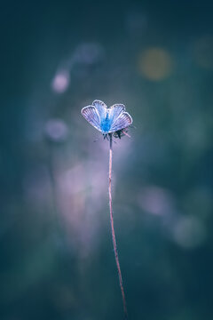 Blue butterfly on dark background