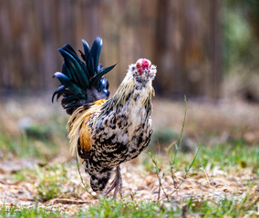 interested chicken looking around the yard