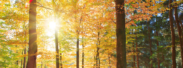 Sunlight in Autumn forest with beech trees and blue sky.