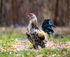 beautiful chicken standing proud in the yard