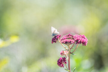 Argus butterfly on pink sedum flower