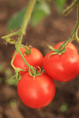 A ripe tomato plant growing in a greenhouse. Delicious red tomatoes are a family heirloom. Blurred background. Vertical snapshot.