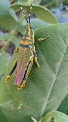 Today i was click on my cellphone at my village house Park 