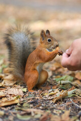Naklejka na ściany i meble Feeding animals. Feeding the squirrel. A red squirrel eats nuts from his hands. A man feeds a squirrel. A person feeds an animal. Soft focus