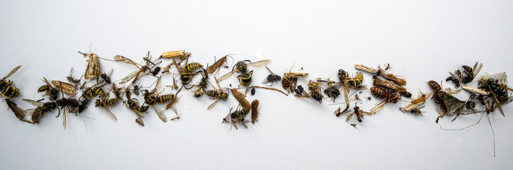 There are a lot of dry dead insects on the white isolate. They died a natural death. Dead flies. © Svetliy