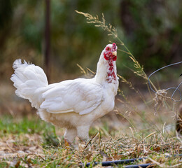 white chicken in sharp detail