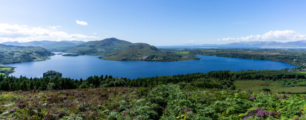 panroama landscape of colorful summer heath with a view of Caragh Lake and the mountains of the Dingle Peninusla in County Kerry