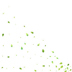 Leaves Green Falling Flying Foliage Leaf Tea Mint