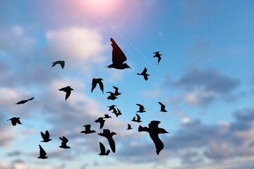 Beautiful view of birds flying in the cloudy sky