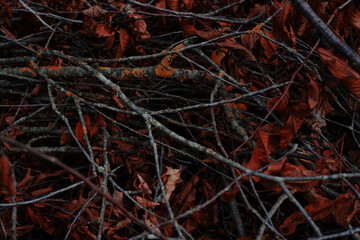texture of red autumn foliage hidden behind branches