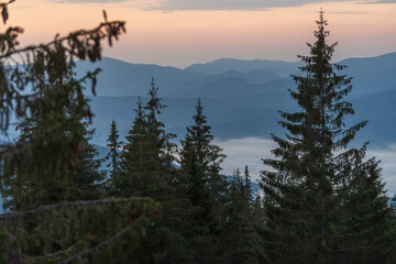 Green fir trees against the background of the Carpathian mountains before dawn in the summer. Ukraine