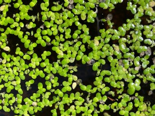 The water surface of a pond is covered with green duckweed