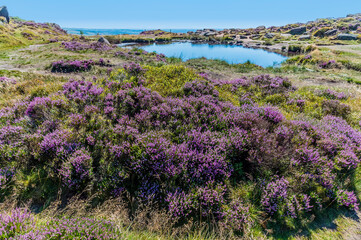 Fototapeta premium A view past heather towards Doxey Pool on the summit of the Roaches escarpment, Staffordshire, UK in summertime