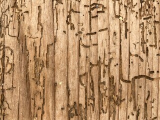 An old wood surface with the damage of woodworms