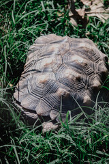 Fototapeta premium turtle in the grass