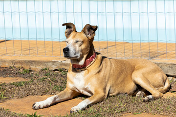 The senior female dog sleeping while sunbathing on the grass. Animal world. pet lover. Animals defend. dog lover. Senior pet.