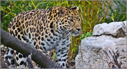 Leopard regard