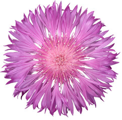 Obraz premium Cornflower garden purple