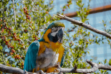 blue and yellow macaw