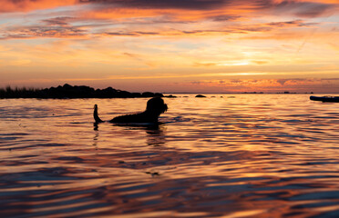 Silhouette of a black labradoodle dog swimming in shallow water. Colorful orange sunset sky with reflection on water.