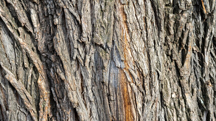 Rough tree bark. Tree trunk close-up. Texture of the natural surface