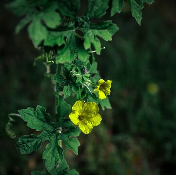 Closeup of yellow cute Potentilla Reptans or Creeping Cinquefoil blossoms with leaves