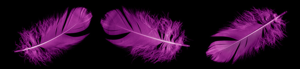 violet feather goose on a black isolated background