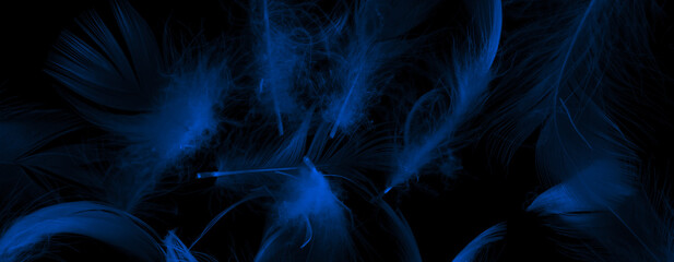 blue duck feathers on a black isolated background