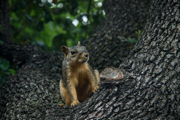 squirrel on a tree