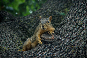 squirrel on a tree