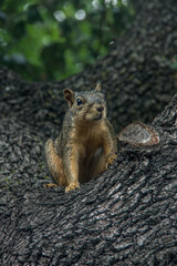 squirrel in a tree