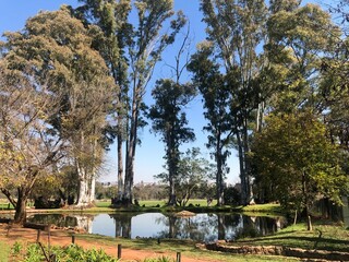 Peaceful trees by pond