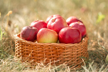 red apples in a basket