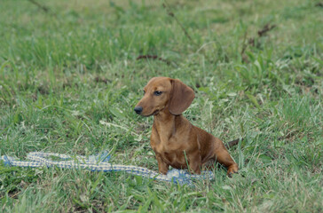 Dachshunds in field with toy