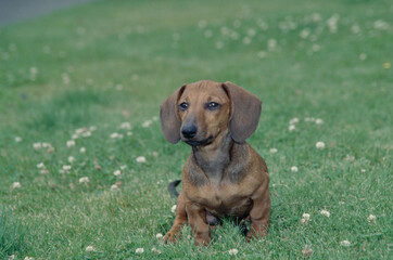 Dachshund in grass field