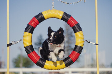 Border Collie jumping through hoop