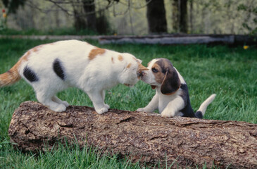 Naklejka na ściany i meble Beagle puppy sitting up on tree trunk sniffing cat's face