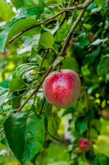 ripe apples on a tree branch highlighted with the sun, fruit against a background of green leaves