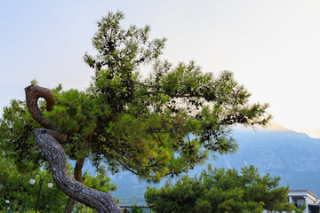 A very beautiful coniferous winding tree in the mountains at dawn or at sunset.