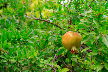 Pomegranate fruits ripen on trees in the garden. Natural background with selective focus and copy space