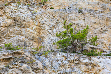 Green coniferous plants in the mountainous part of the Turkish Mediterranean coast. Atmospheric landscape