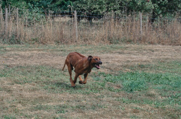 Naklejka premium Rhodesian Ridgeback running outside in grass